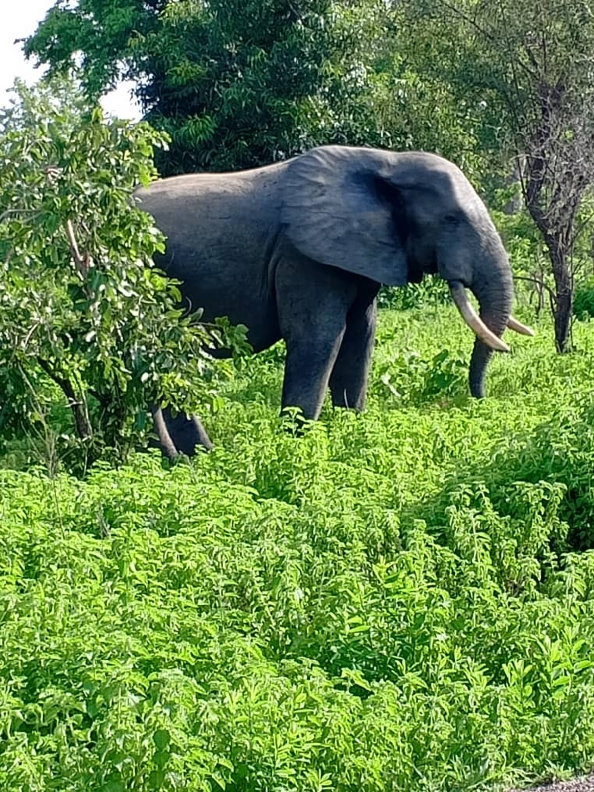 elephants at Mole National Park