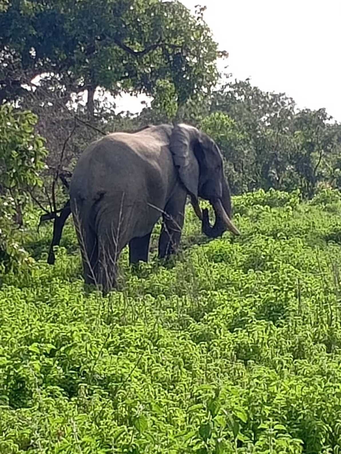 Safari and Cruise Experience