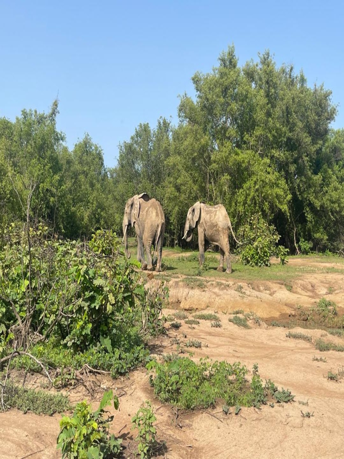 mole national park
