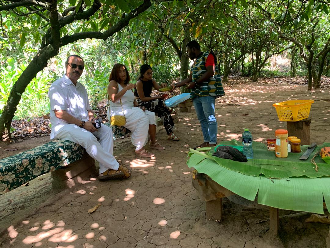 cocoa farm